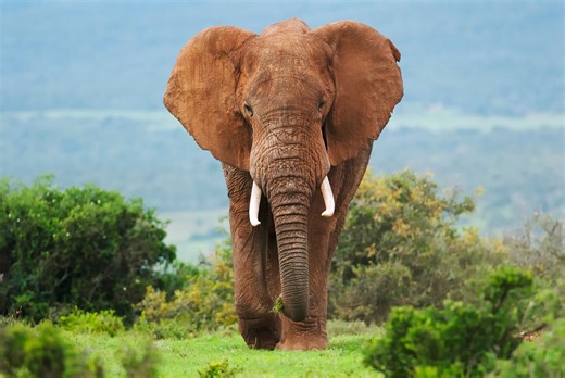Scientists Used AI To Learn Elephants May Have A Language And Names Like Humans - BGR