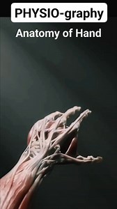 135K views · 1.4K reactions | Anatomy of Hand #anatomy #anatomyandphysiology #HandAnatomy | PHYSIO-graphy | Facebook