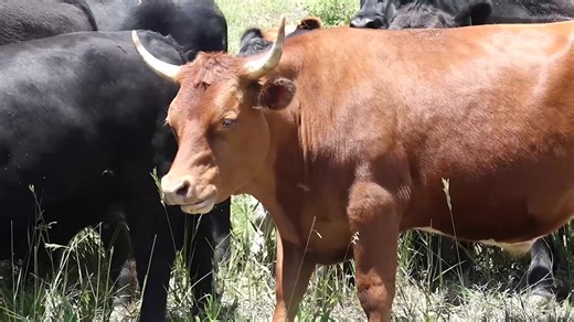 Cows helping prevent wildfires