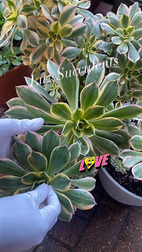 Aeonium Sunburst propagation by pinching the top off leaves to produce babies #succulents #sunburst #propagation #fblifestyletyle | Luz Yuhas