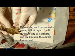 Wet specimen How to - how to make a wet specimen - preservation