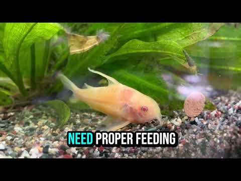 How to Keep Corydoras Catfish: Complete Beginner Guide