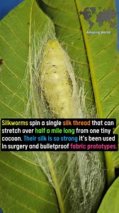 Silkworms | Amazing World