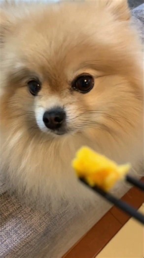 2026年06月13日のマフィンの動画まとめです❗️🧁😁✨動画8時公開します(*^^*)