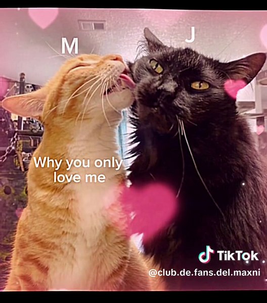 #maxni#gay#parejadelcurso#ship