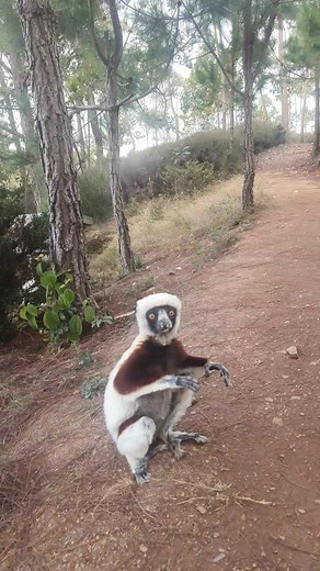 Sifaka: The Jumping Lemurs of Madagascar