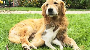Can't. Handle. The. Cuteness | PetSmart