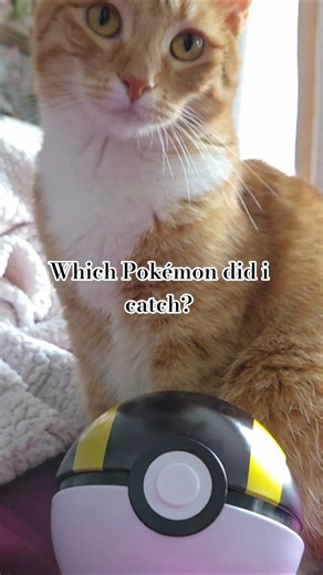 Furry Orange Type #cute #Pokémon #cat