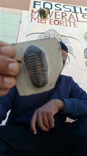 400 Million-Year-Old Trilobite Fossil! 😱 #shorts #fossils