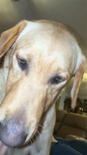 Em✨ (@galloping_johny)’s videos with triggering dog sounds - pat.tea.cakes