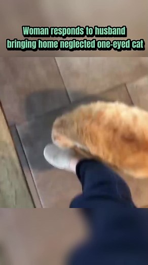 GeoBeats Animals (@geobeatsanimals03.55)’s videos with original sound - GeoBeats Animals