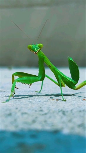 This Tiny Insect Can Turn Its Head Almost 180°! 🦗😱
