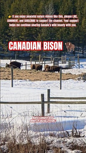EPUC BISON ENCOUNTER in Fort McMurray 🦬 | You Are Not Alone 🌲 #shorts