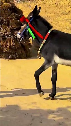 Raising donkey every year