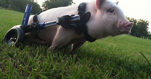 Paralyzed pig Chris P. Bacon gets a book deal