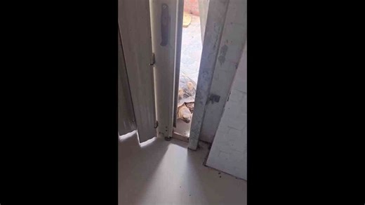 Tiny turtle's amazing gate escape: A Vietnam home invasion!