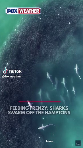 SHARKS ATTACK 🦈: A horde of over 20 hungry spinner sharks swarmed a massive school of baitfish off Water Mill, New York, with drone footage capturing the predators slicing through their prey in a jaw-dropping display of nature in action. #FOXWeather #drone #viral #shark #animals #ocean #fyp #ny #hamptons