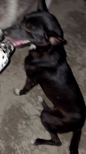 34K views · 960 reactions | Commando pinki Part 6 | Shampa Mukherjee | Facebook