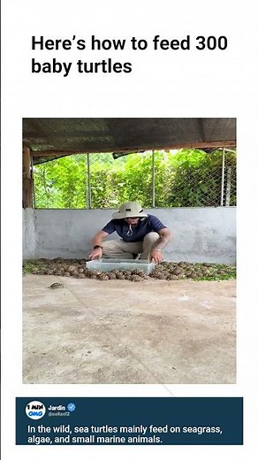 Here’s how to feed 300 baby turtles
