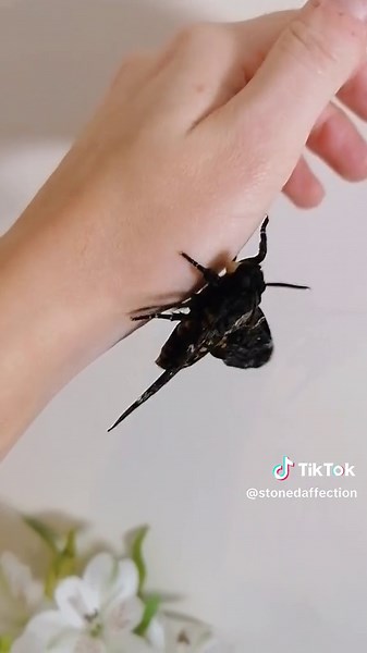 have you ever heard a moth squeak? ✨ death's-head hawkmoths are equipped with the ability to create sound! but how? 🤔 their proboscis(straw-like tongue) evolved to be very thick - enabling them to suck up their traditional wild diet of honey with ease. through this adaptation, they were able to intake more air into their throat and create a little chirping noise by vibrating it back out. 🖤 #moths #natureisbeautiful #entomology #insects #animallover #deathsheadmoth