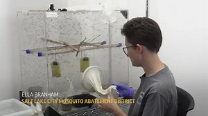 Climate change highlights need for mosquito control