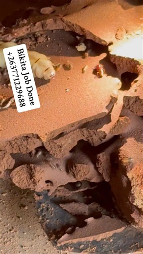 1.4K views | Termite colonies can chew through wood, flooring and...