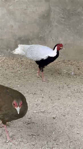 Silver Pheasants Move Only When They Feel Safe