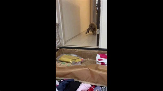 Poodle puts toy in owner’s luggage during fetch in Saitama, Japan