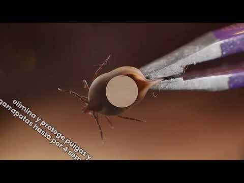 Descubre Effipro Duo de Virbac: Sin pulgas y garrapatas