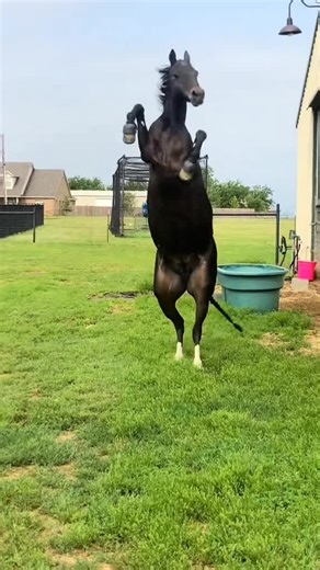 🐴 #honse #🐴🐴🐴🐴🐴🐴🐴🐴🐴🐴🐴 #🐴 #🐴🐴🐴🐴 #🐴🐴🐴🐴🐴🐴🐴