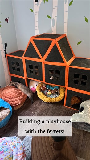 The ferrets supervised while I reconfigured their @purriniplaymate Villa Set. I’ve only had a small portion of this play set out for a while now and it was time for a change. Since the ferrets really enjoy playing inside of the cubes, I decided to try and make them something bigger. The set comes with 42 pieces, which gives me a lot to work with. I think this configuration is one of my favorites so far. And I absolutely love how incredibly helpful the ferrets are in the building process 😂, it w