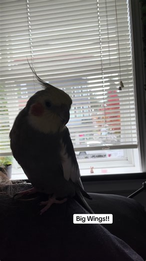 Groot Shows Off Big Wings | Talking Parrot Video