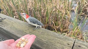 200K views · 7.4K reactions | A female Red-bellied Woodpecker warns male Red-winged Blackbirds with an open beak, informing them that she is first in line at the Hand of Snacks. | Jocelyn Anderson Photography | Facebook