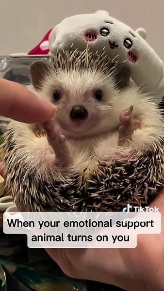 Understanding Hedgehog Behavior: Why Do They Bite?