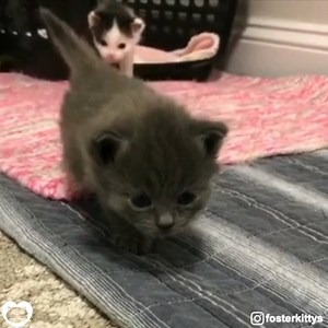 96K views · 7.7K reactions | Two best friends :) (courtesy: Debbie @fosterkittys) | Love Meow | Facebook