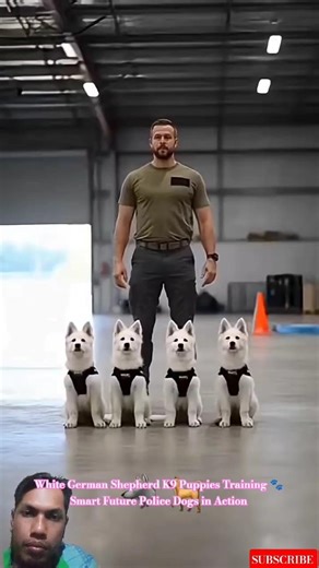 White German Shepherd K9 Puppies Training 🐾 Smart Future Police Dogs in Action #dogtraining #puppy