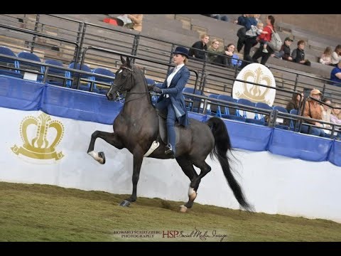 Evening Roses: 2016 Black Saddlebred Mare