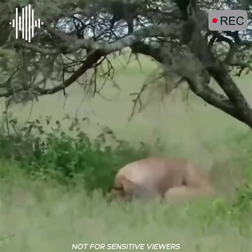 1K views | The African lions at-tack their prey | Pet World | Facebook