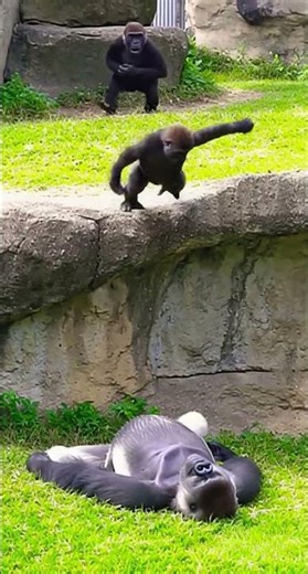 Dad Was Sleeping… Then Baby Gorilla Did THIS 😂🦍#funny #babygorilla #gorillareaction #gorillaprank