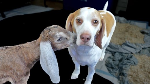 Beagle dog plays with goats kissing and jumping around