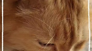 【onioncry】我的最新作品，快来一睹为快！