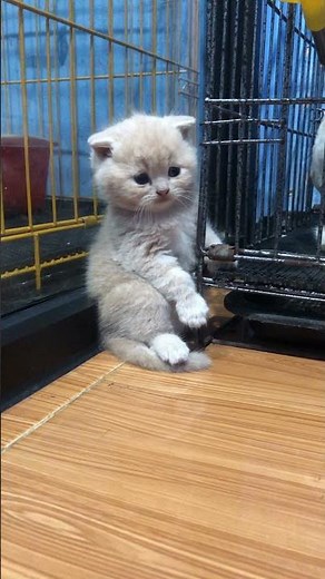 KUCING LUCU || Scottish Fold kitten