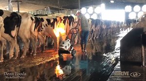 Disturbing undercover video shows widespread abuse on Florida dairy farm