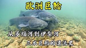 欧鲇探秘，三米巨鲇的跨洲漂流与生存之道