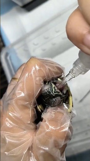 turtle medicine injection how vets help them heal #turtle #shorts