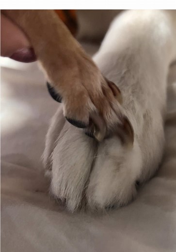 #husky #chihuahua #perrosgraciosos #paratii #fypシ