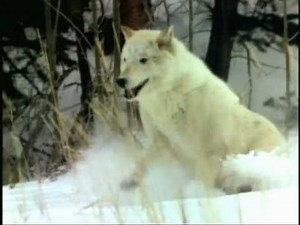 Lone Wolf by Painted Raven - Native American flute and acoustic guitar