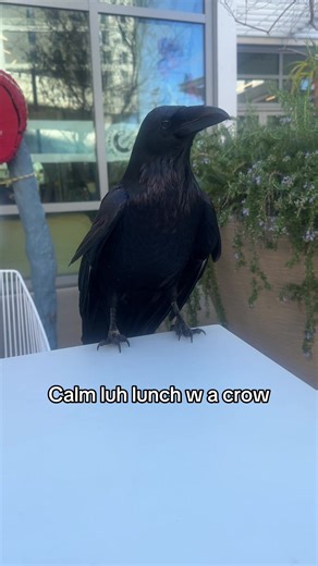 Chill Lunch Break with a Crow