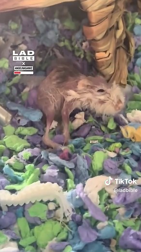 Hamster Lifespan: How Long Do They Really Live?