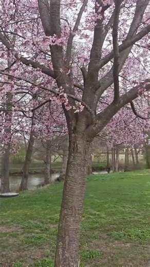 Sweden in spring is absolutely breathtaking… 🇸🇪🌸